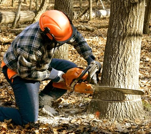 Tree Removal in Midway, TN
